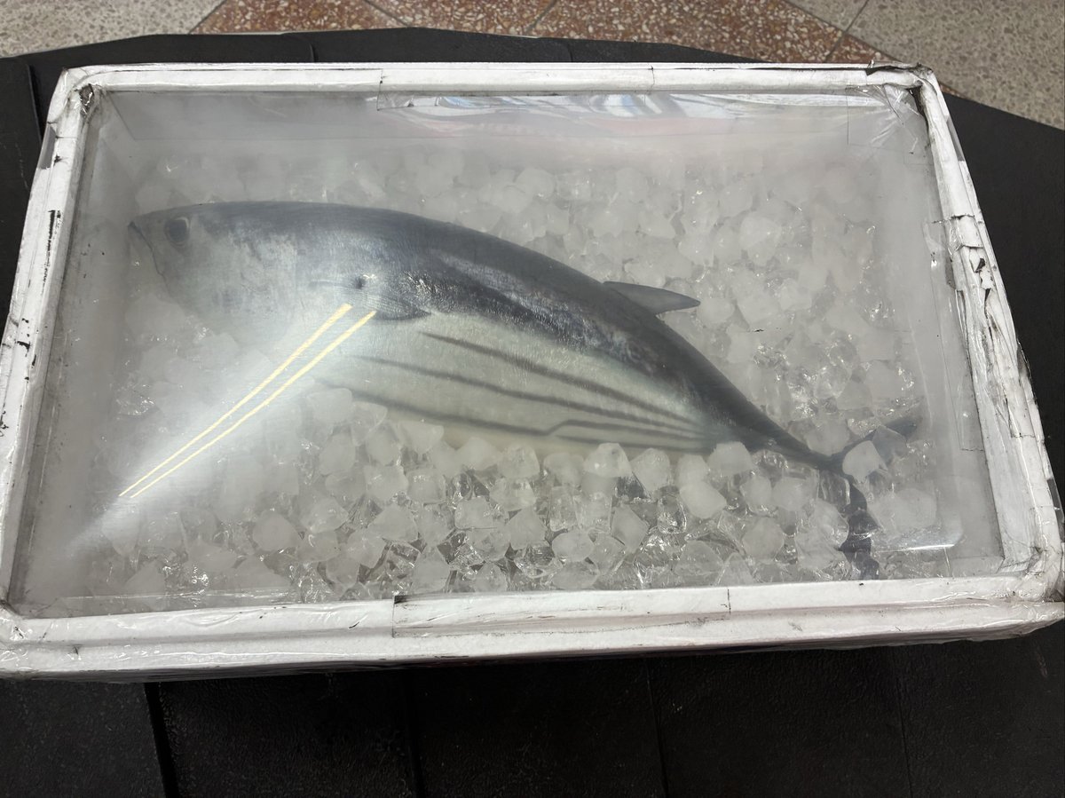 発泡スチロールの箱に氷と一緒に入れられた、新鮮なカツオ。高知の特産品であるカツオの鮮魚がわかる一枚。