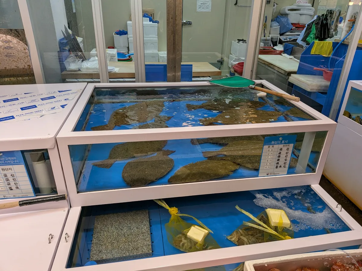 市場の海鮮店の活魚水槽。ヒラメなどが泳ぐ