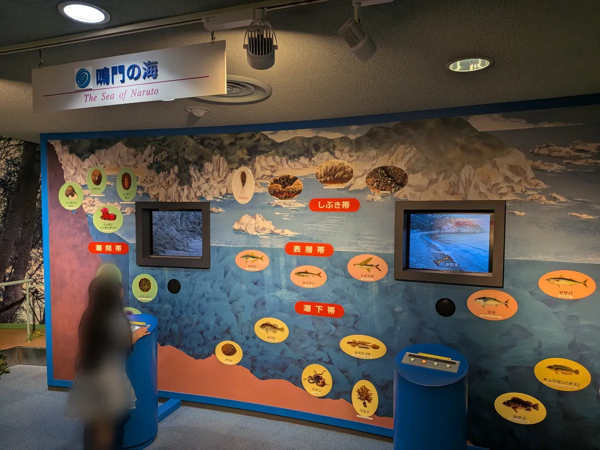 「鳴門の海」コーナー。潮間帯から潮下帯の生き物を紹介するタッチパネル展示