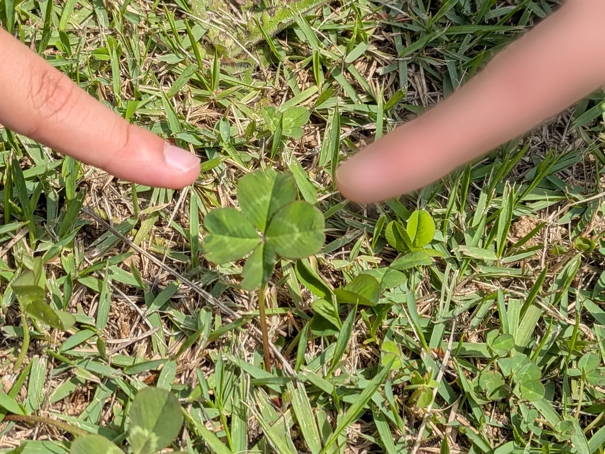 芝生の中で見つけた四つ葉のクローバー。指で示している