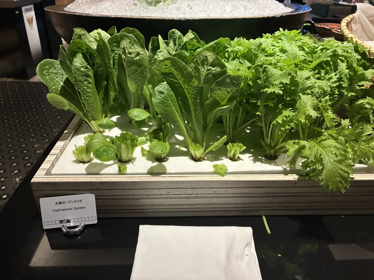 水耕ガーデンサラダ。生えている葉野菜をその場でハサミで収穫できる