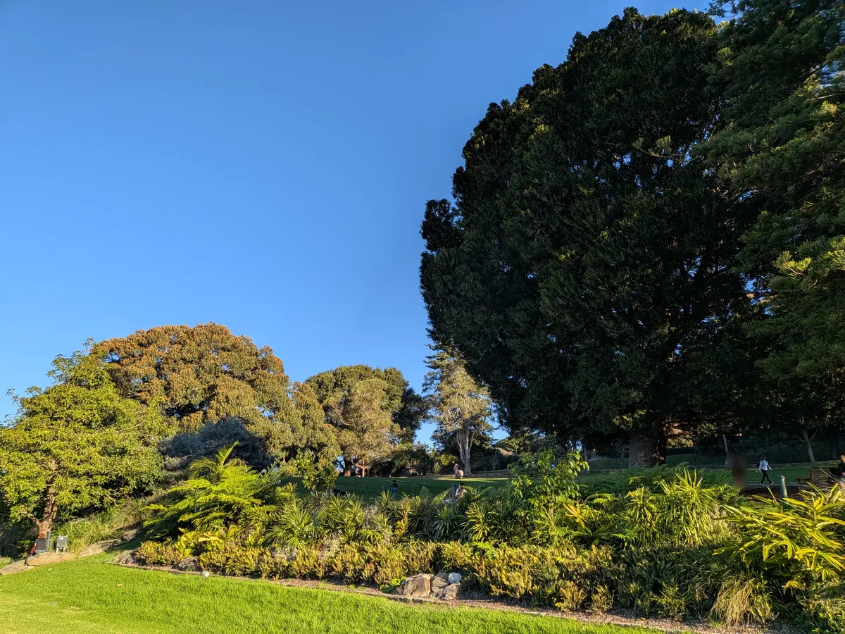 王立植物園の芝生と大きく枝を広げた樹冠、青空