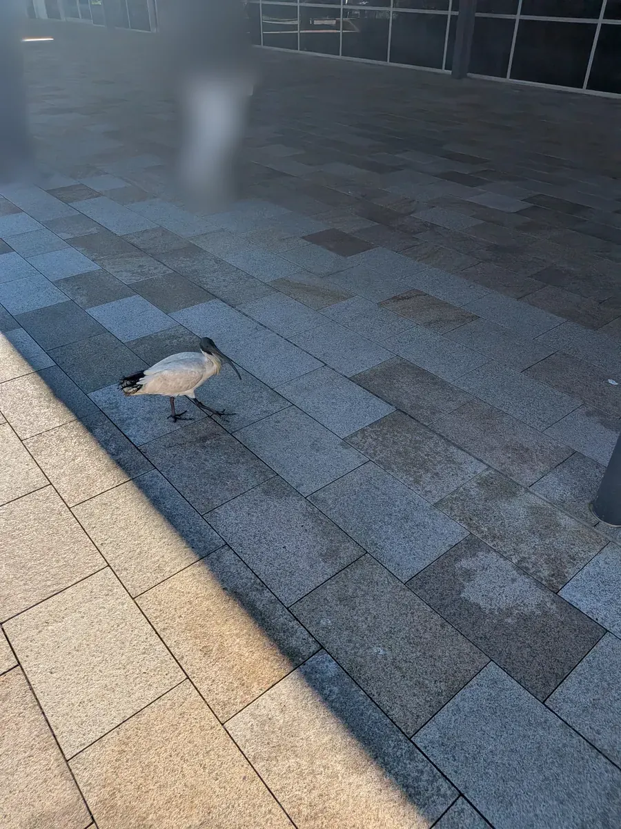シドニーで普通に歩いているオーストラリアクロトキ(アイビス)。長いくちばしの白い鳥