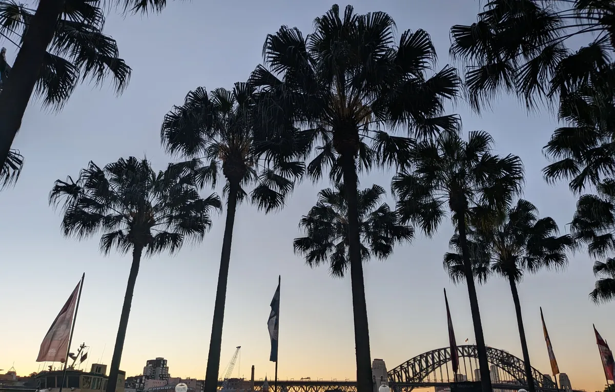 ヤシの木のシルエット越しに見る夕暮れのハーバーブリッジ