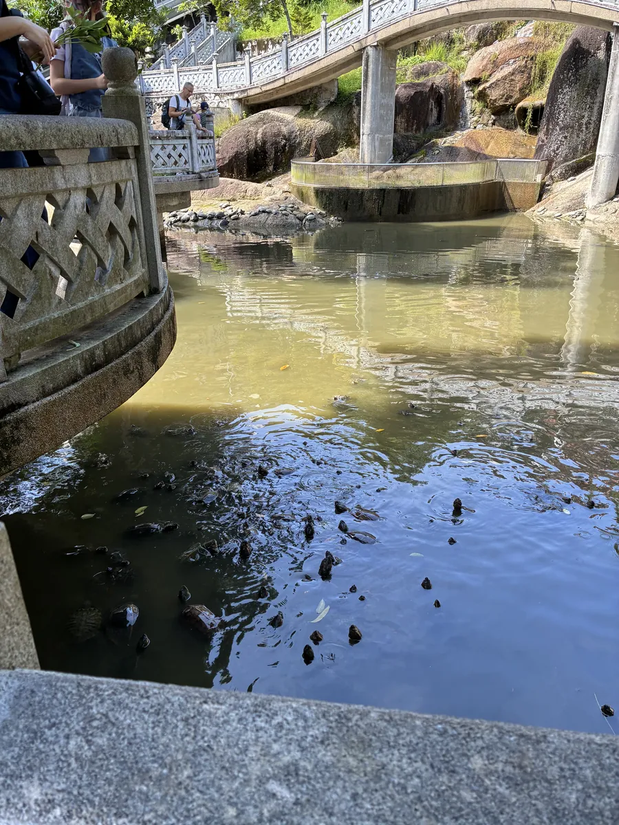 放生池にたくさんの亀が集まっている