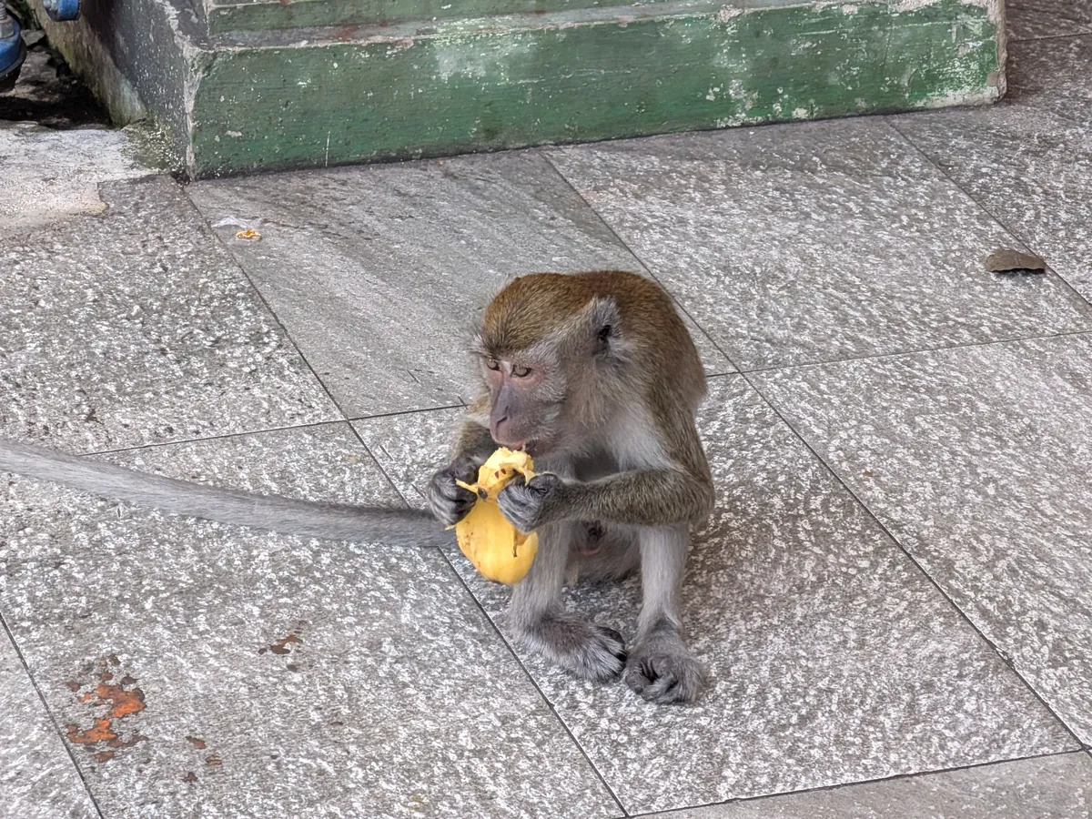 バトゥ洞窟の石畳で、果物を両手に持って器用に皮をむいて食べている猿