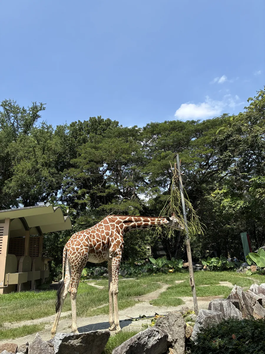高い枝に吊るされた葉を長い首を伸ばして食べるキリン