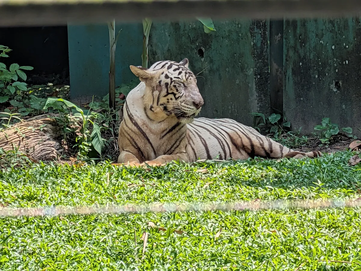 草の上で寝そべるホワイトタイガー