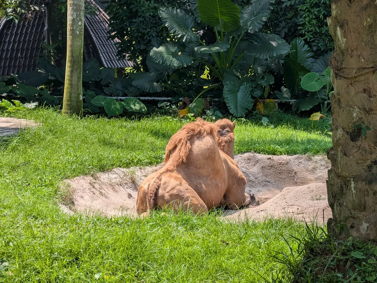 土の窪みに座って背中を向けるオランウータン