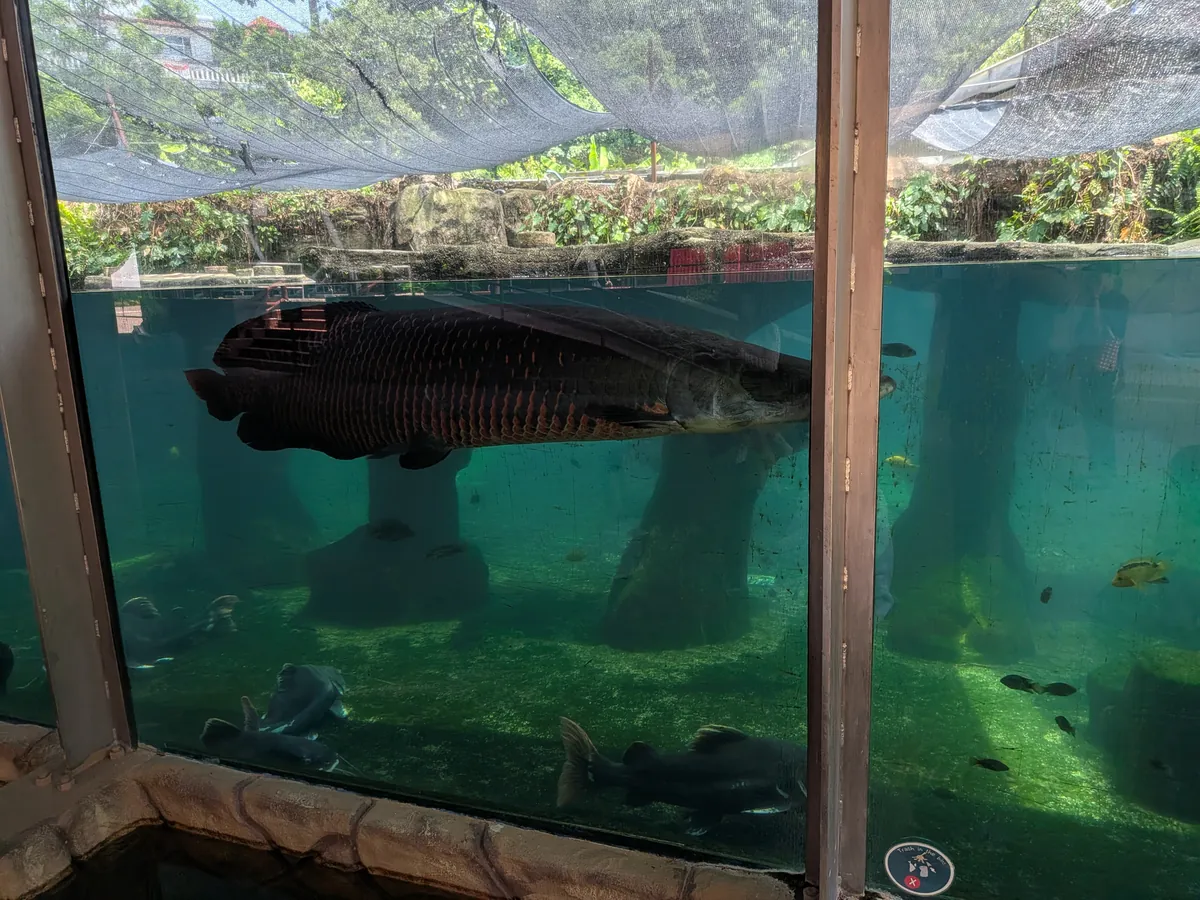 園内の水族館で泳ぐアジアアロワナ