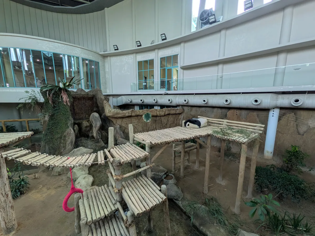 空調管理されたパンダの屋内展示場。岩場と木の櫓が組まれている