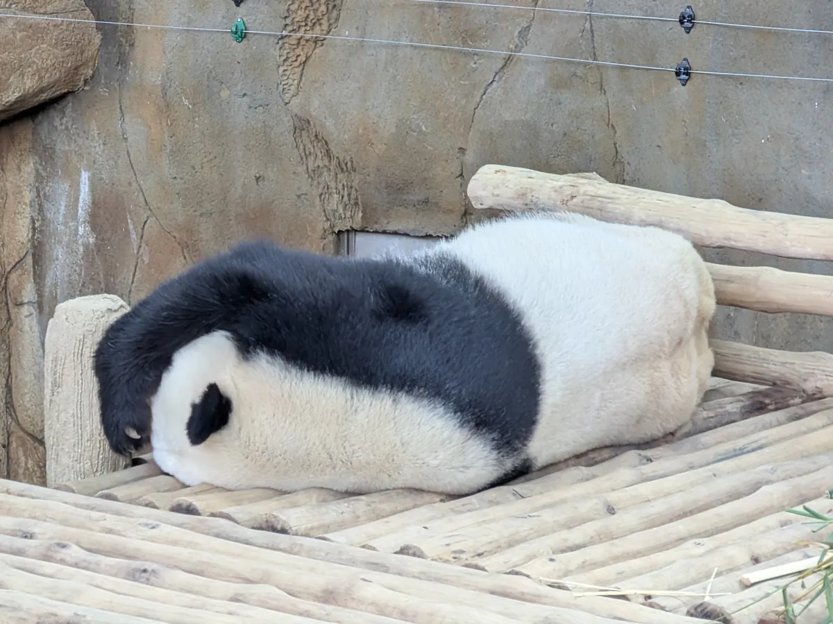 木の台の上で脱力して寝ているジャイアントパンダ