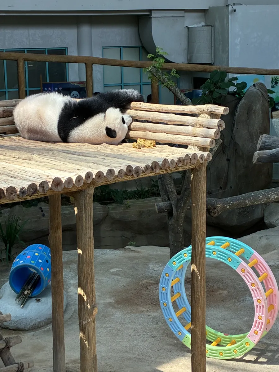 丸太を組んだ台の上で横になっているジャイアントパンダと遊具