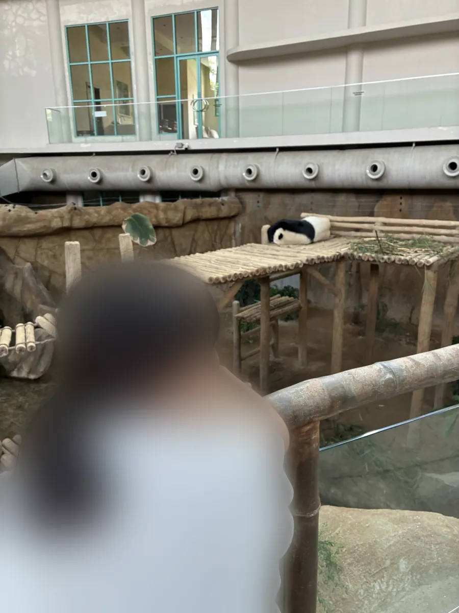 柵の前からジャイアントパンダをじっと見つめる