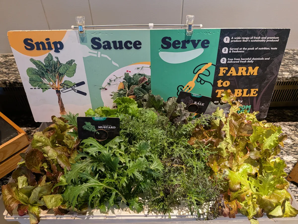 「Snip・Sauce・Serve」「FARM to TABLE」の札が立つ水耕栽培のサラダバー。葉物が生きたまま置かれている