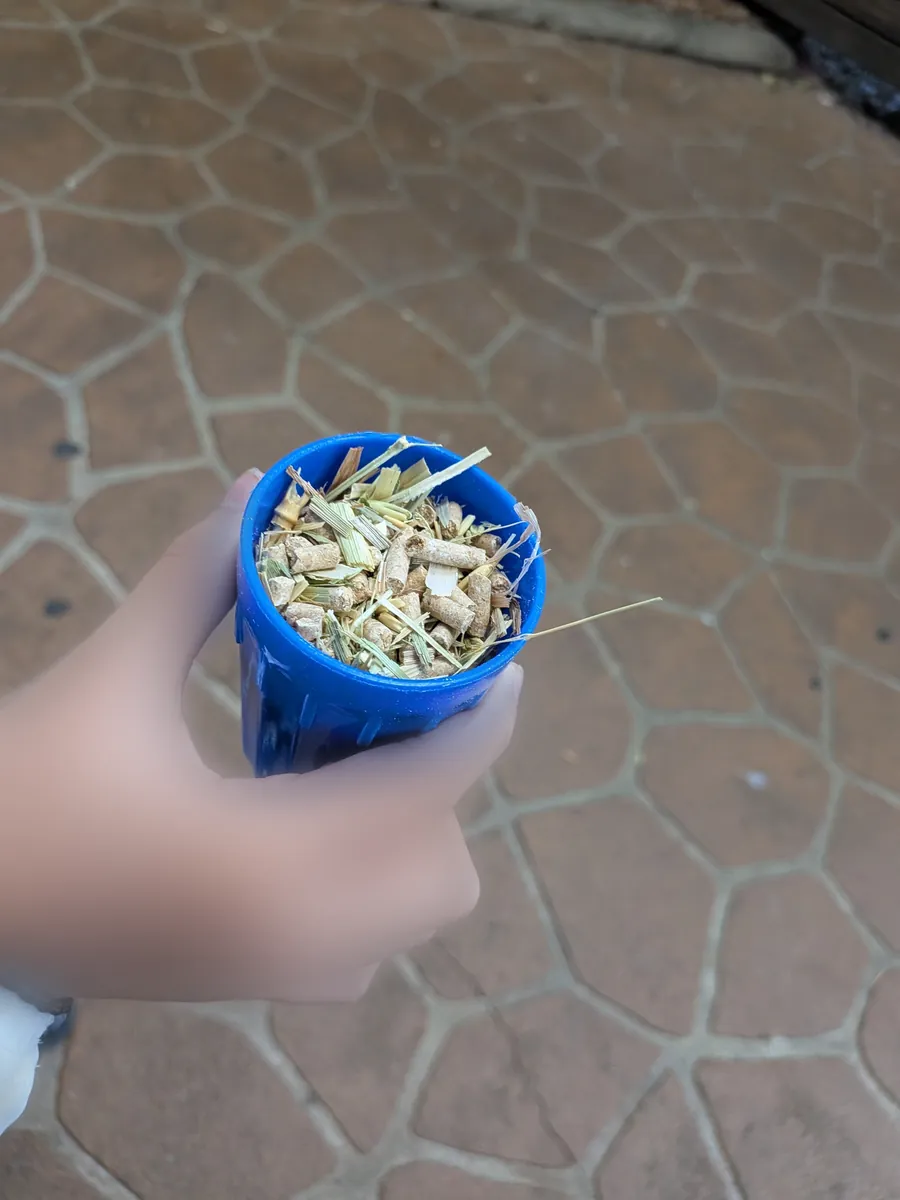 動物用の餌が入った青いプラスチックカップ。乾草とペレットが詰められ、園内の石畳の上で手に持たれている