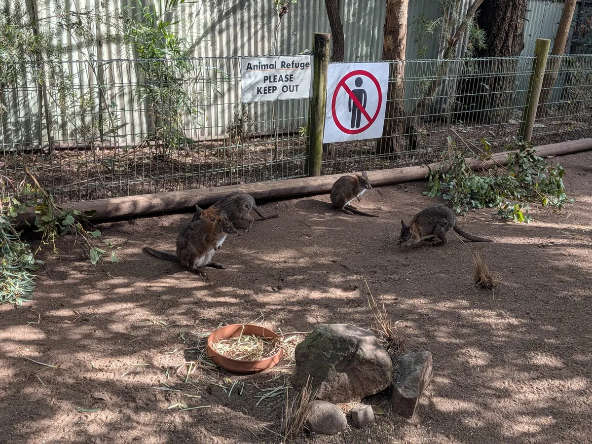 「Animal Refuge PLEASE KEEP OUT」の看板が掲げられた囲いと、その手前でくつろぐ3頭のワラビー。餌の入った素焼きの皿が置かれている