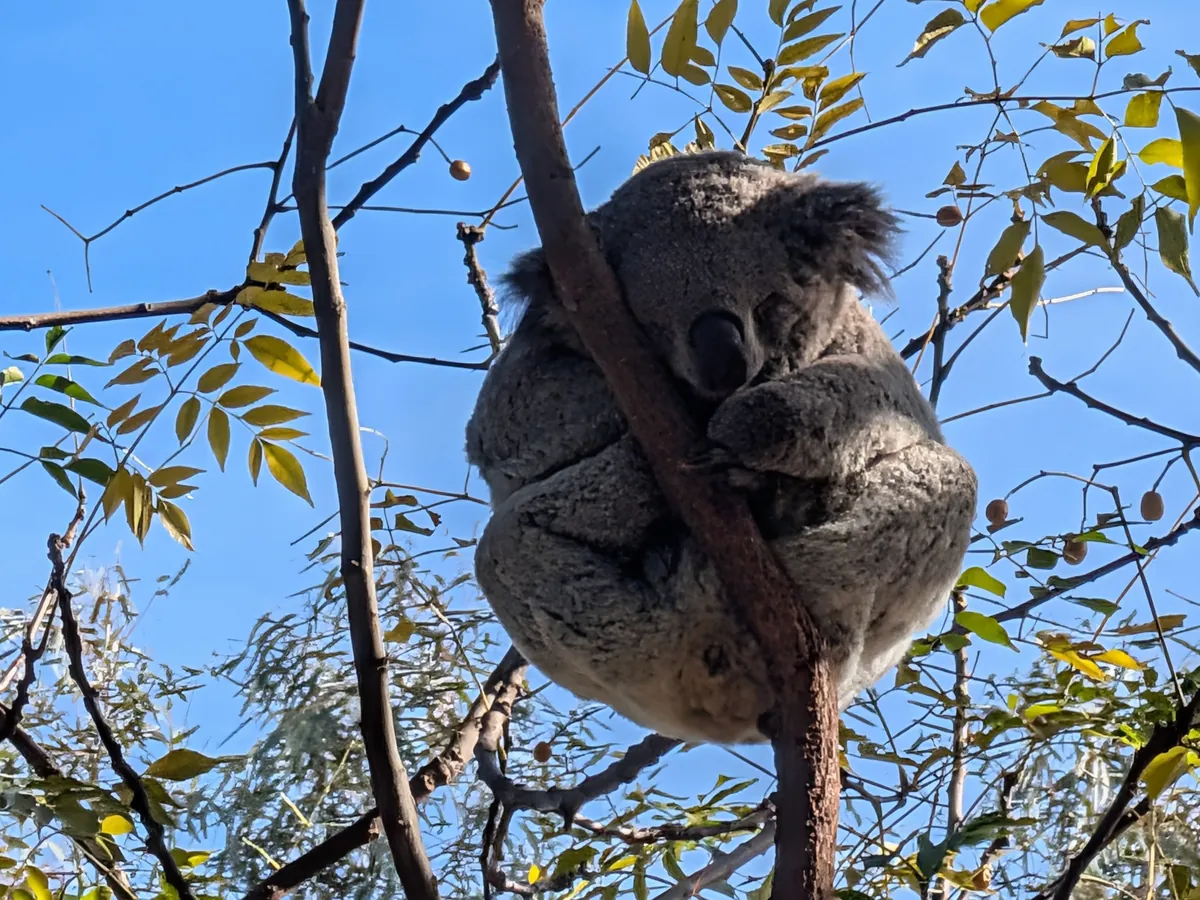 青空を背に、ユーカリの枝にしがみついて眠るコアラ。丸まった背中と大きな耳が下から見上げる角度で写っている