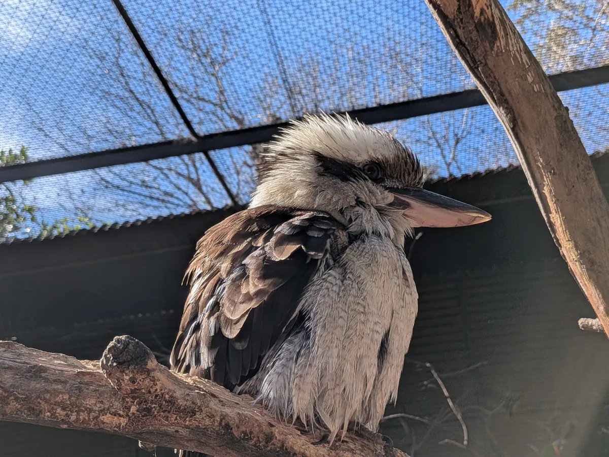 ケージの枝にとまるワライカワセミ。羽をふくらませ、太く長いくちばしを横に向けている