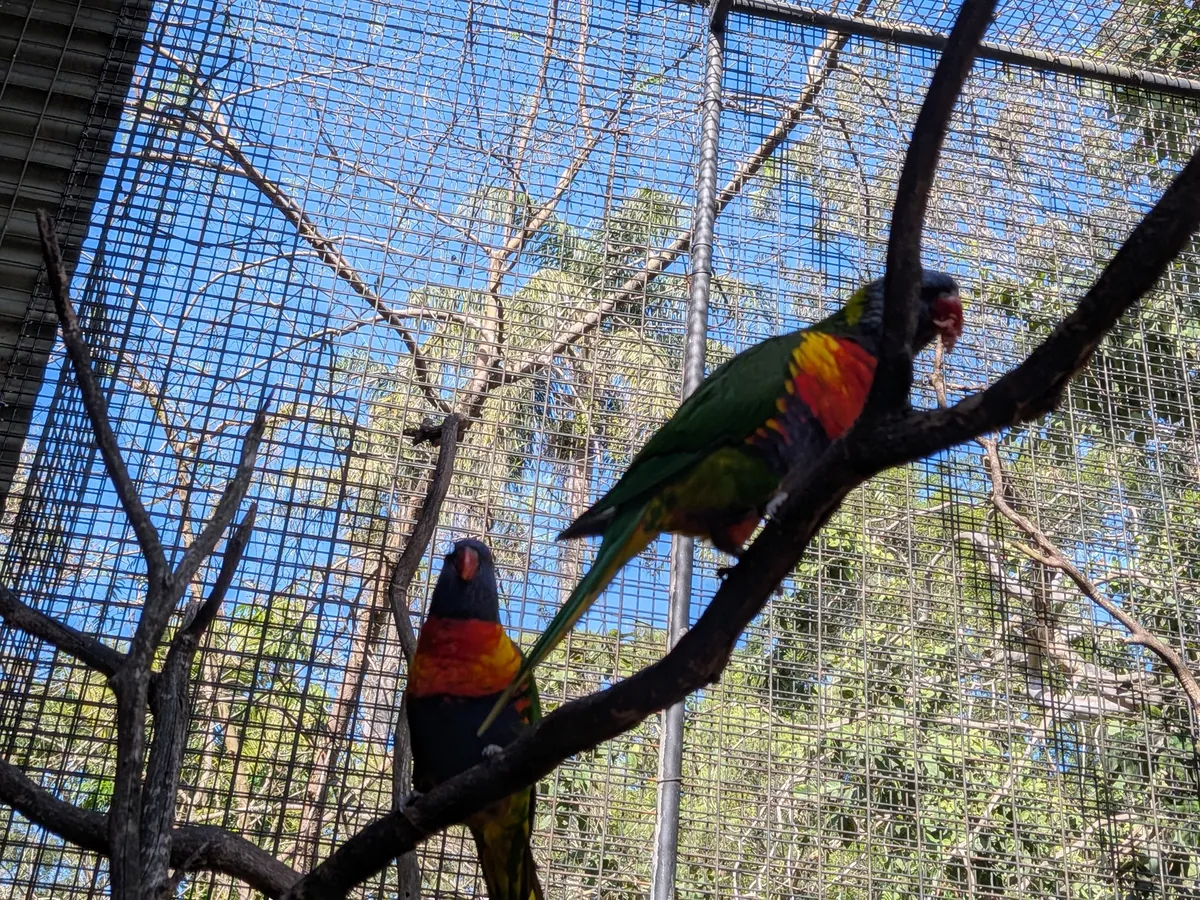 ケージの枝にとまるゴシキセイガイインコ2羽。緑・赤・黄・青の鮮やかな羽が青空を背に映えている