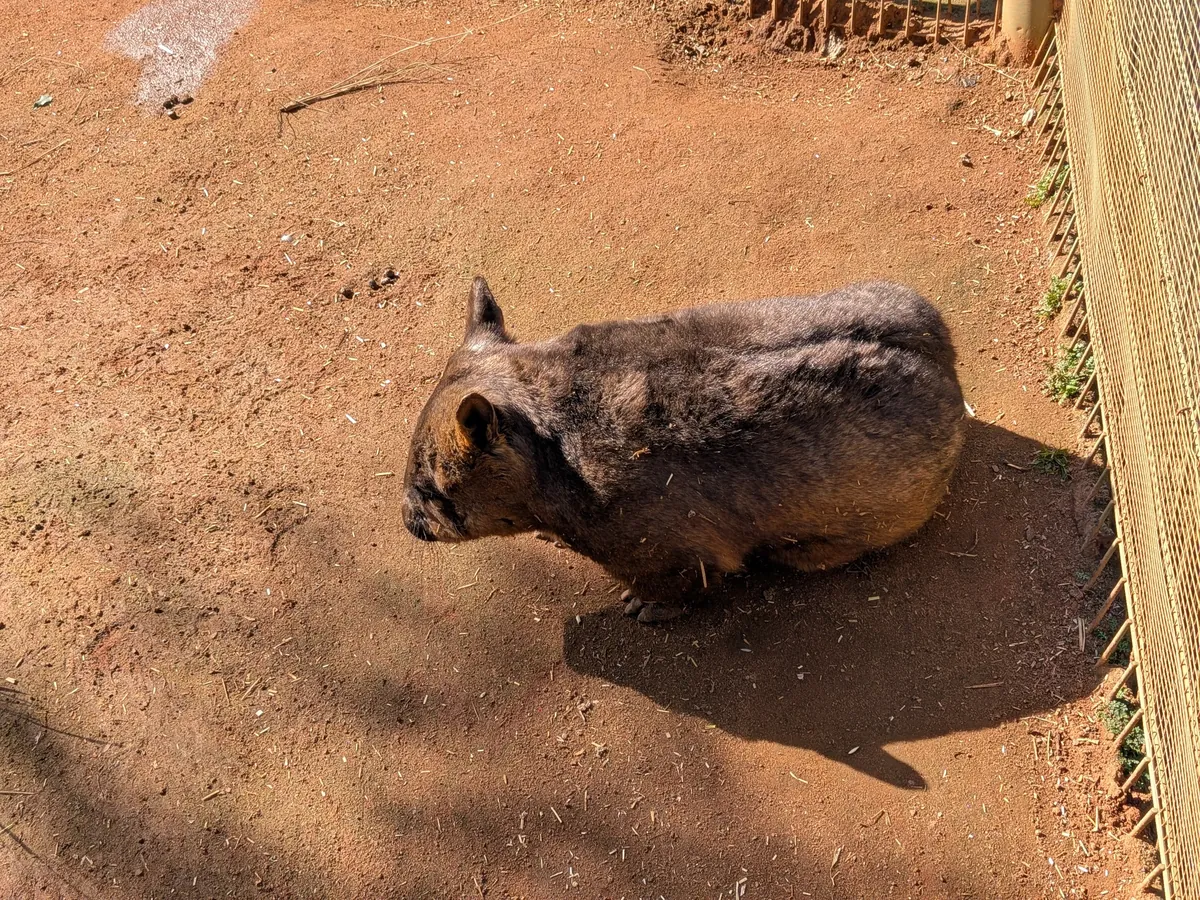 赤土の地面を歩くミナミケバナウォンバット。ずんぐりした体と短い脚が、強い日差しの下で影を落としている